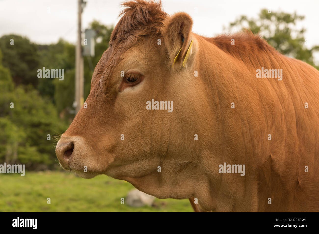 Profil d'une vache Guernsey debout sur une journée d'été dans un pâturage boisé en Ecosse Banque D'Images