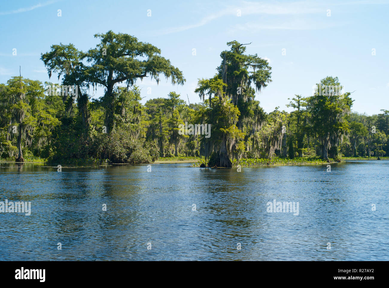 Paysage avec des arbres mystérieux, mousse espagnole et les eaux de la rivière Wakulla à Wakulla Springs, Florida, United States Banque D'Images