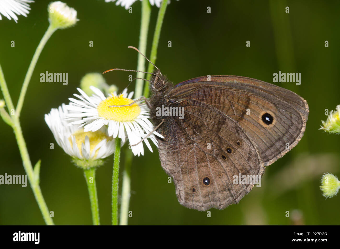 Wood-Nymph Cercyonis pegala commun, de nectar, de l'Erigeron, Vergerette sp. Banque D'Images