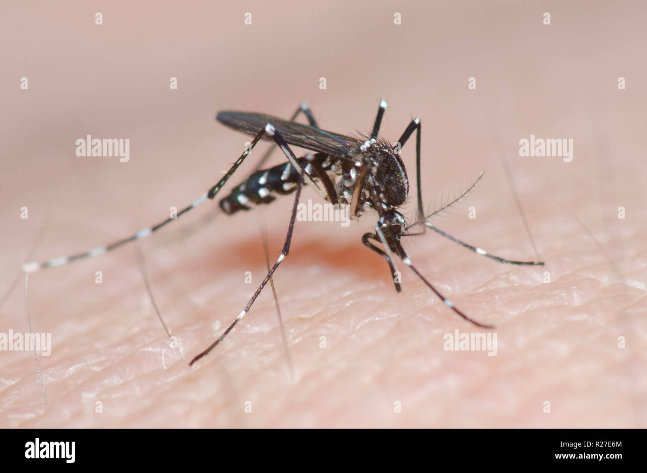 Moustique tigre asiatique, Aedes albopictus, mordre la peau et dans le sang engorgeaient Banque D'Images