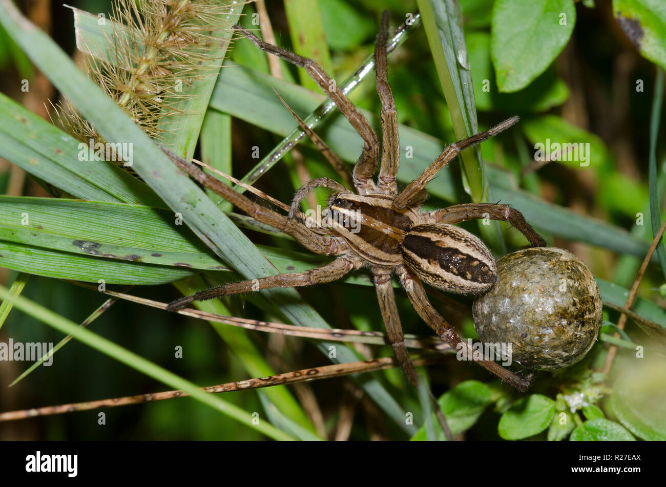 Araignée-loup enragé, Rabidosa rabida, femme d'affaire Banque D'Images