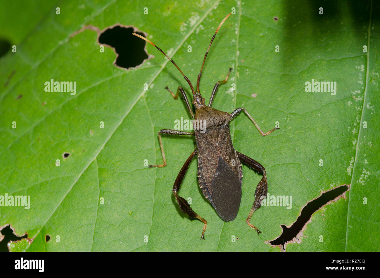 Leaf-footed Bug, Acanthocephala terminalis Banque D'Images