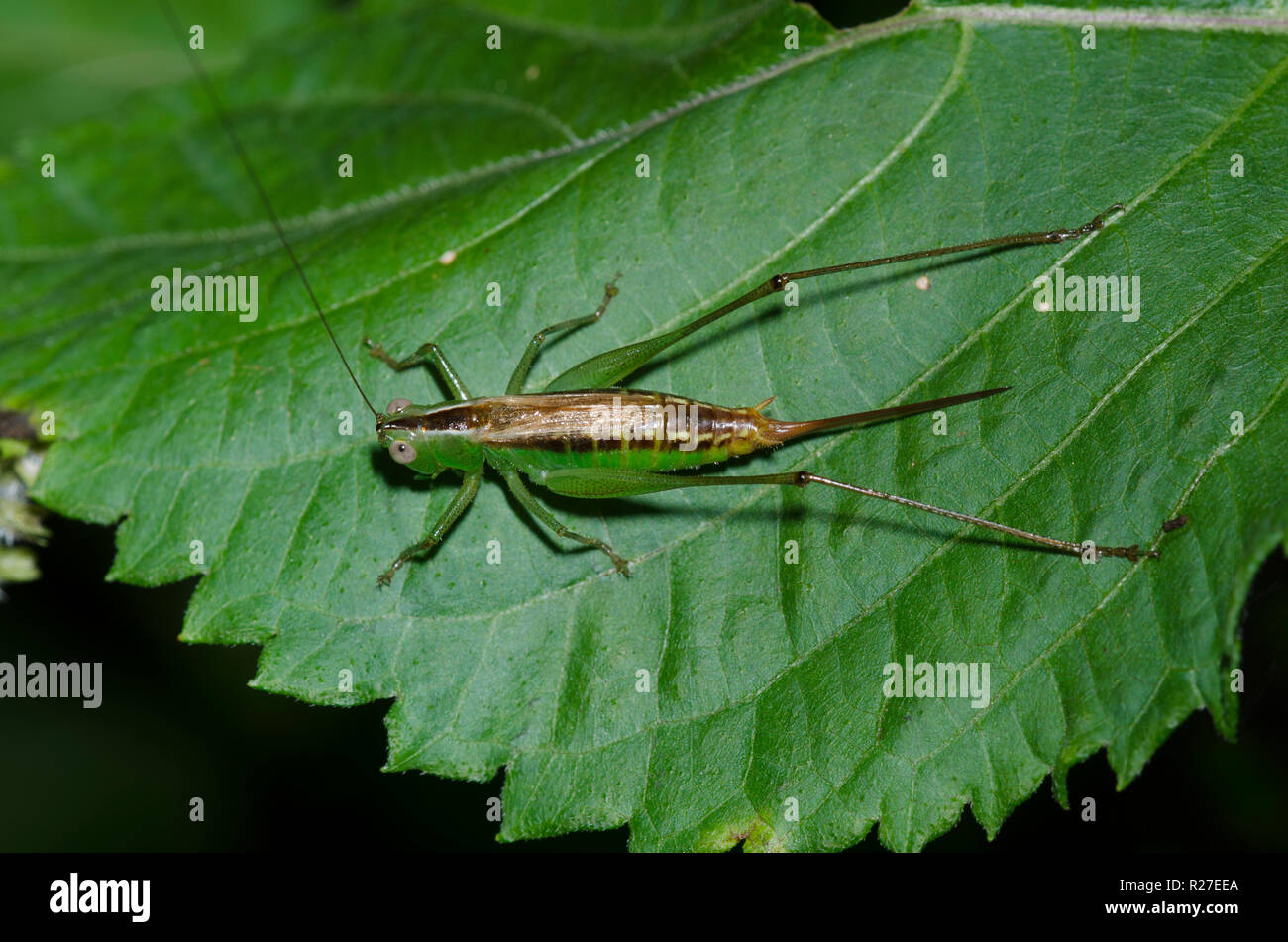 À ailes courtes Meadow Katydid, Conocephalus brevipennis, femme Banque D'Images