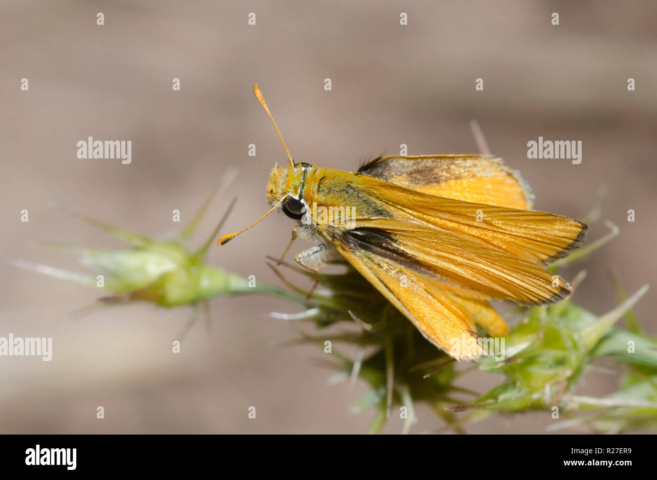 Skipperling orange, Oarisma aurantiaca Banque D'Images