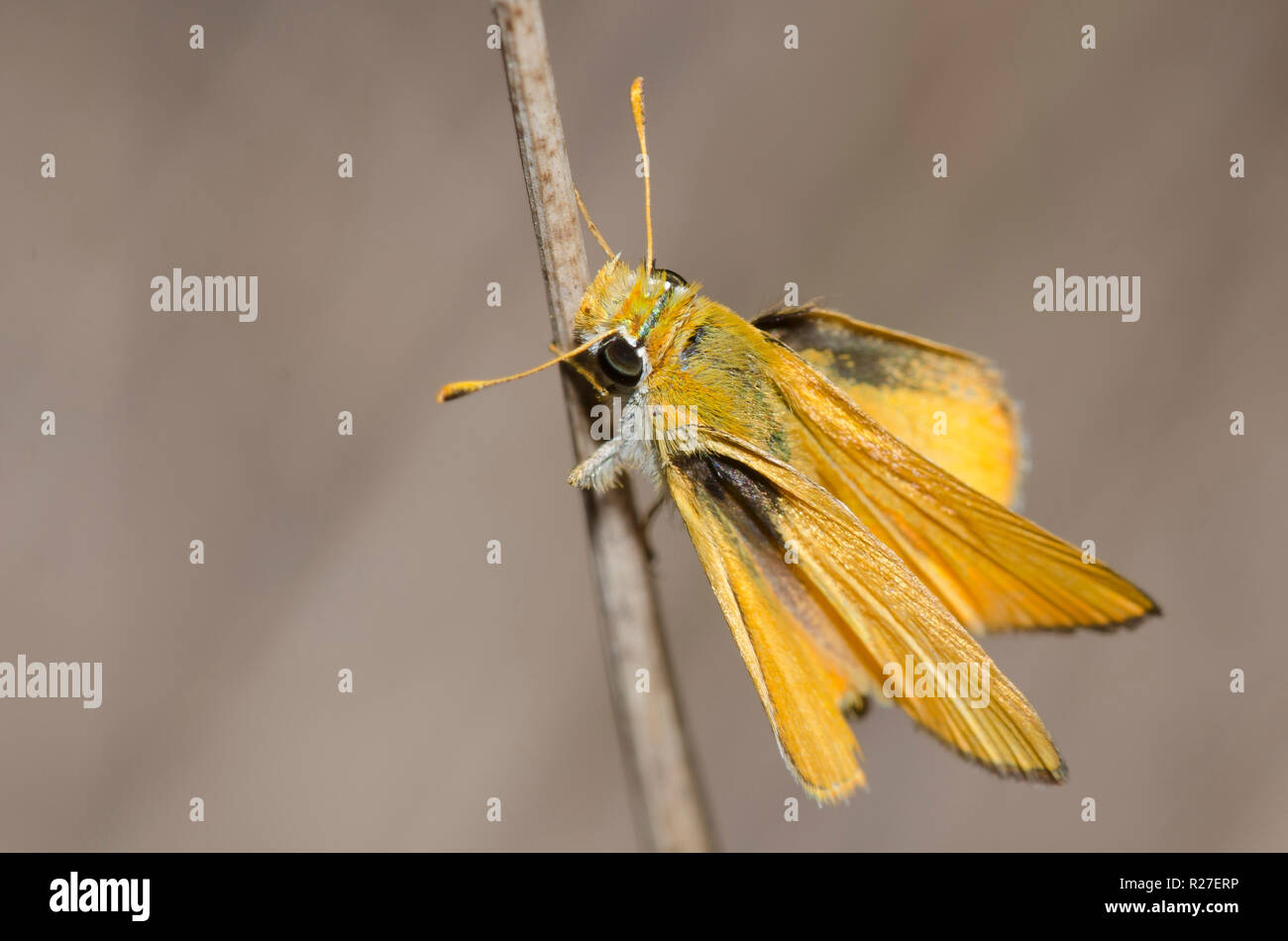 Skipperling orange, Oarisma aurantiaca Banque D'Images
