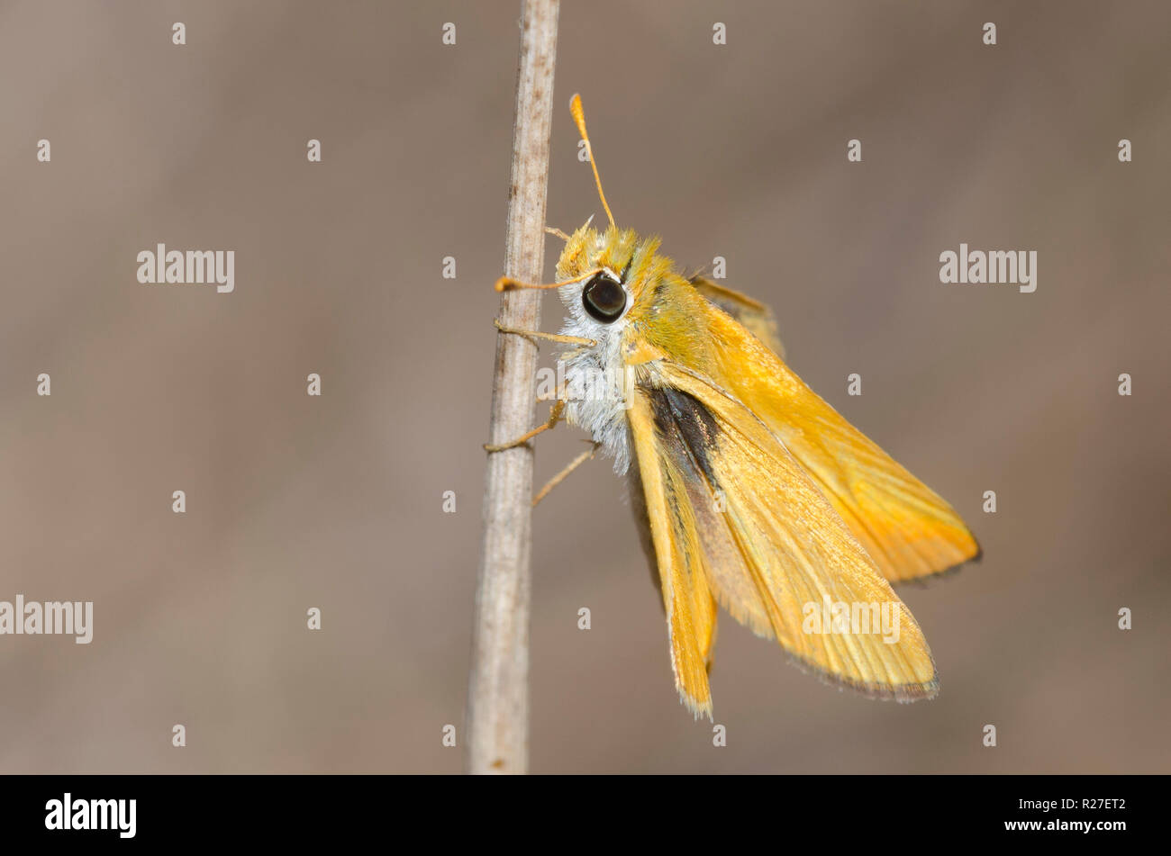 Skipperling orange, Oarisma aurantiaca Banque D'Images