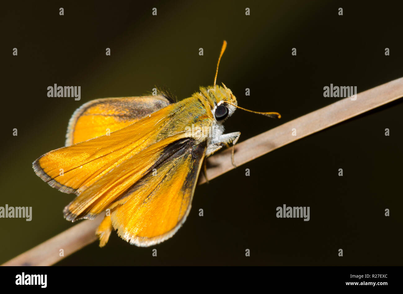 Skipperling orange, Oarisma aurantiaca Banque D'Images