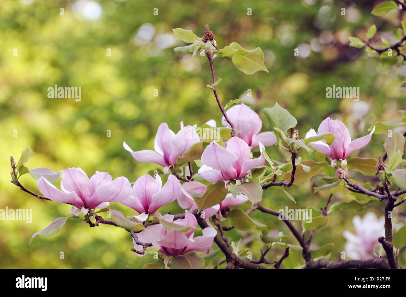 Belle magnolia arbre en fleurs au printemps. Fleur de magnolia Jentle contre coucher de la lumière. Banque D'Images
