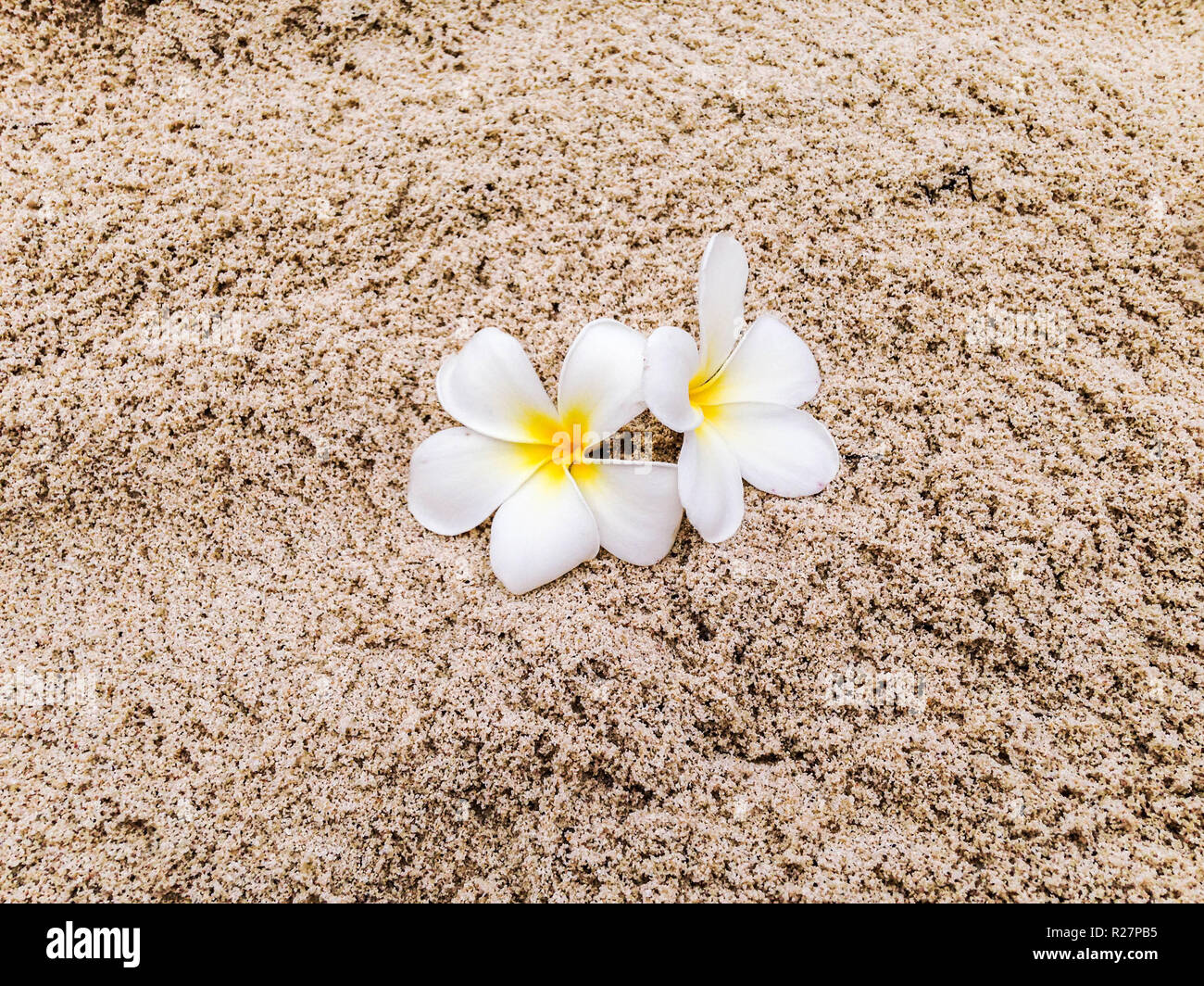 Belles fleurs frangipane blanc et jaune sur le sable d'une île tropicale  dans l'Océan Pacifique Photo Stock - Alamy