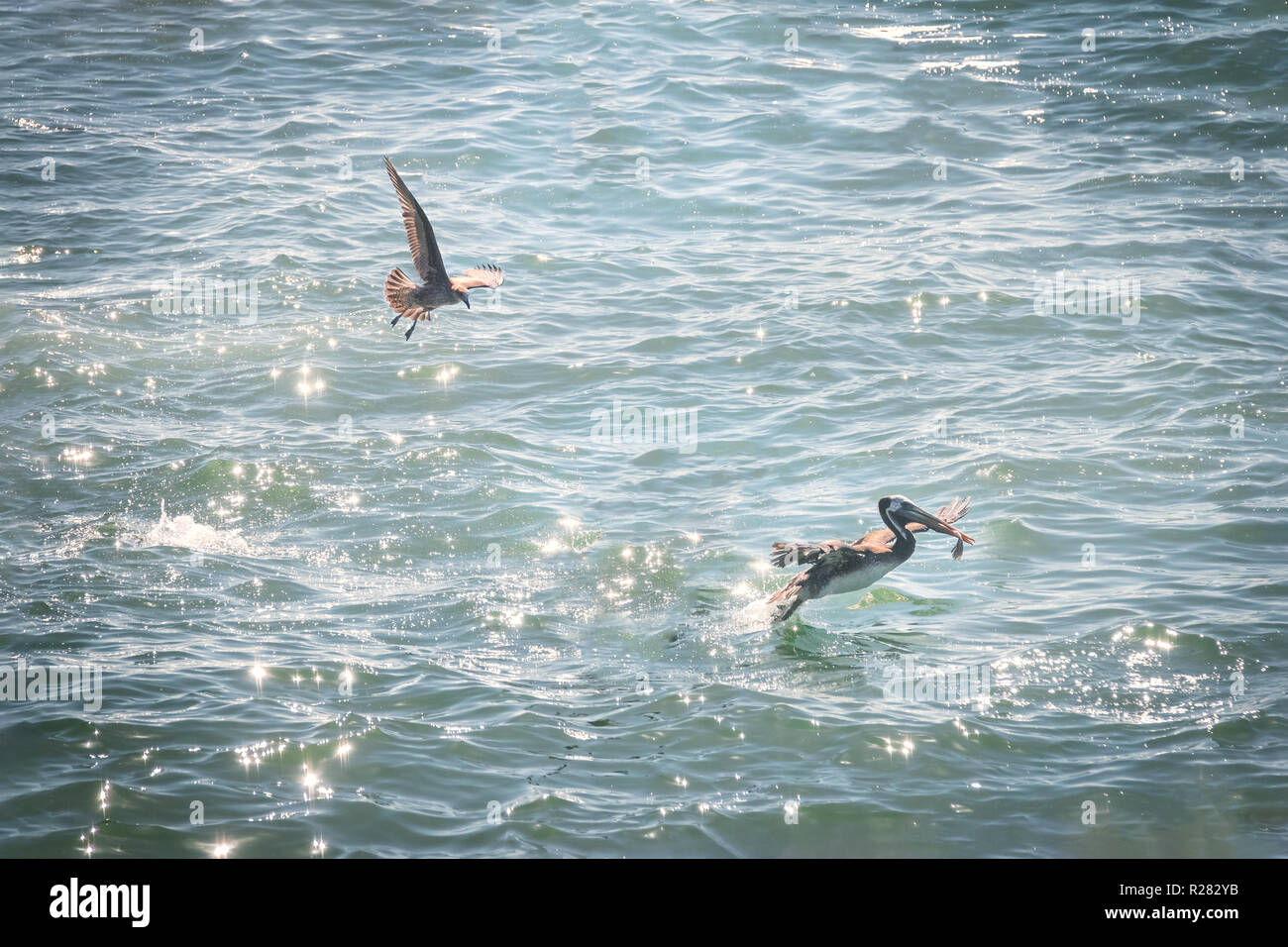 Pélican brun mangeant un poisson - Vina del Mar, Chili Banque D'Images