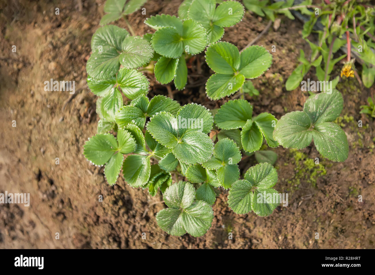 Les jeunes plants de fraises dans le jardin. Banque D'Images