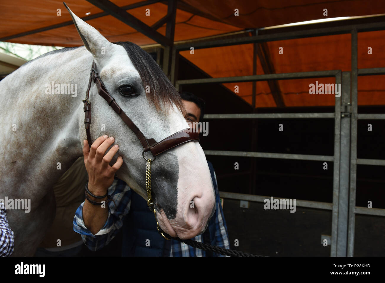 Sevilla, Espagne. 17 novembre, 2018. 'Yucatan de Ramos, le cheval de footballeur professionnel Espagnol Sergio Ramos, vu après vaincre le meilleur cheval espagnol "Pure-Bred Championnat du Monde", à la Sicab 2018 International Horse fair à Séville. Credit : Jorge Sanz/Pacific Press/Alamy Live News Banque D'Images