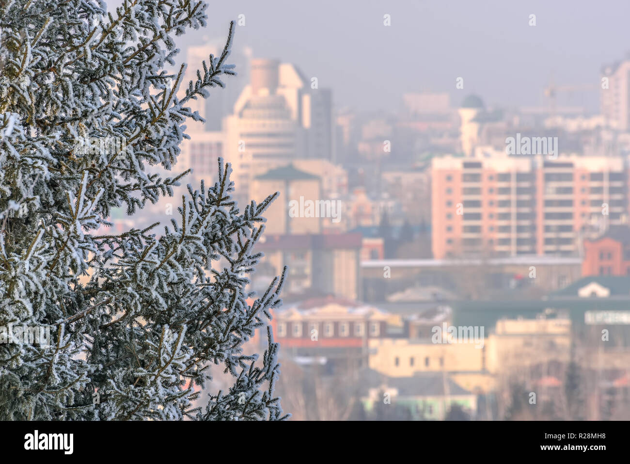 Beau sapin avec des branches dans la neige et le givre sur un arrière-plan flou de bâtiments urbains en hiver Banque D'Images