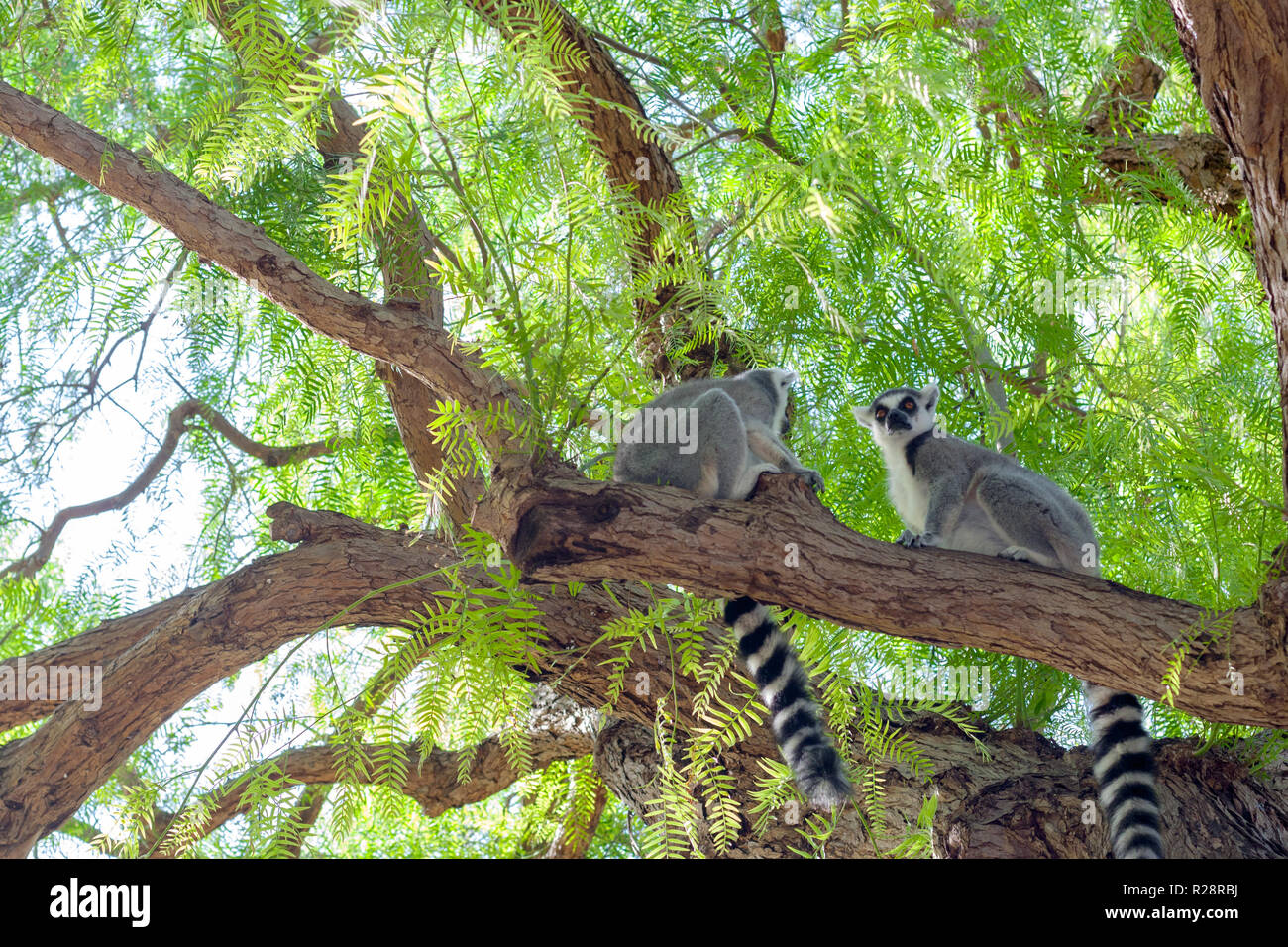 Vue d'une queue anneau deux lémuriens Maki Catta assis sur l'arbre, avec de grands yeux orange. Banque D'Images