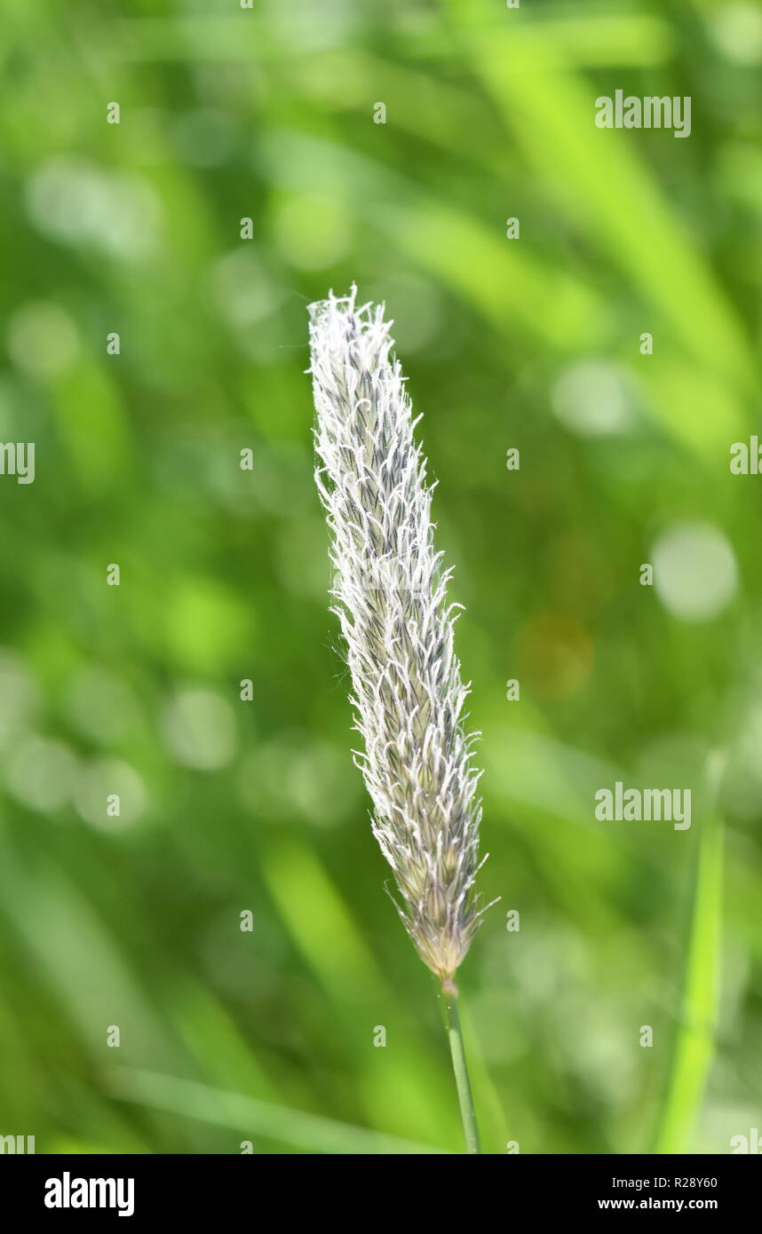 Gros plan sur le champ de fleurs herbe vulpin des prés Banque D'Images