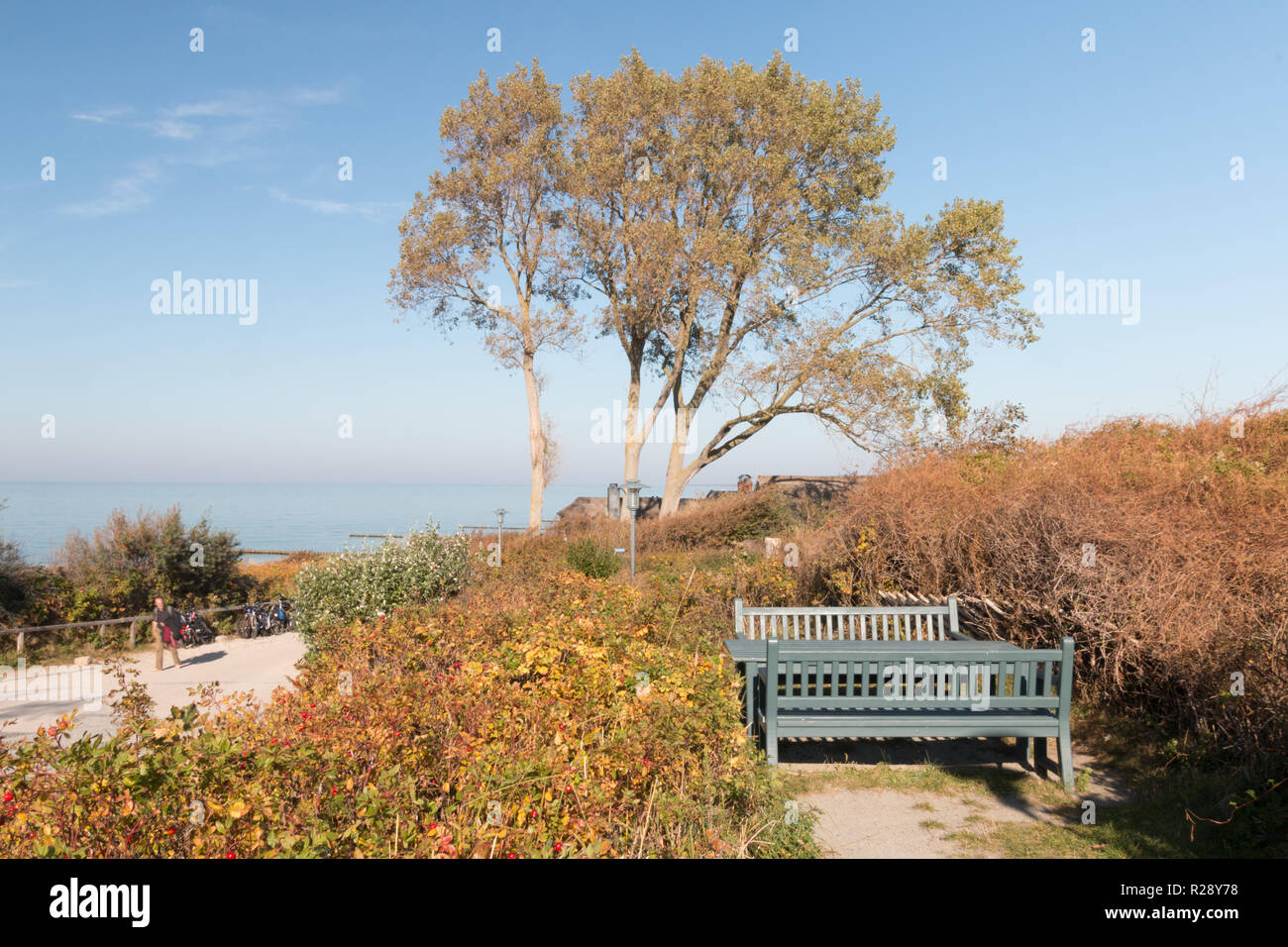 Tauber, Allemagne - 12 octobre 2018 : Avis d'un arbre et la plage d'Ahrenshoop, Allemagne. Banque D'Images