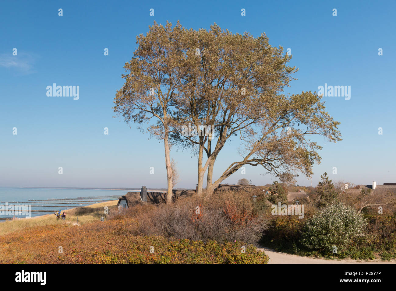 Tauber, Allemagne - 12 octobre 2018 : Avis d'un arbre et la plage d'Ahrenshoop, Allemagne. Banque D'Images
