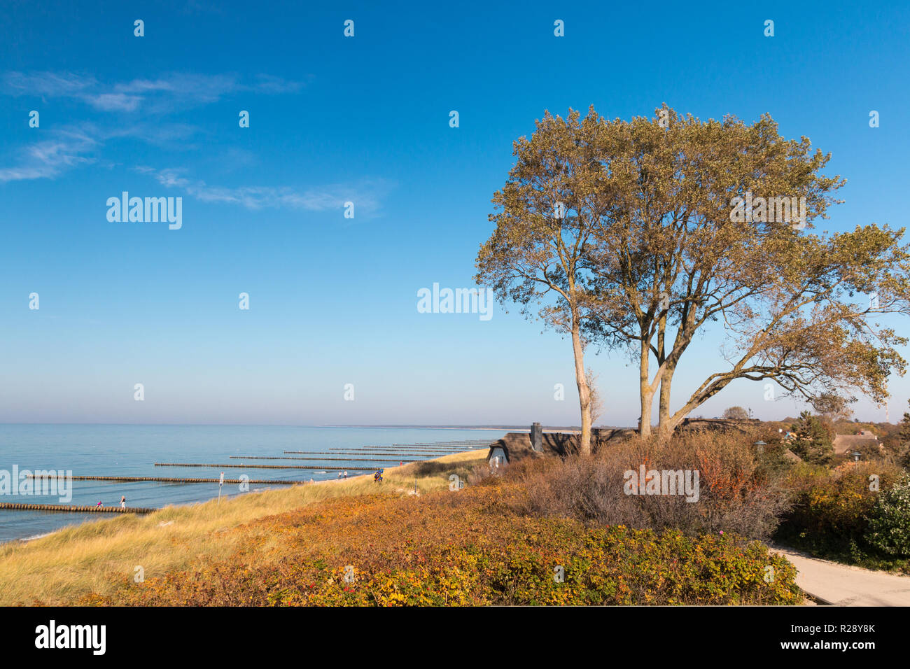 Tauber, Allemagne - 12 octobre 2018 : Avis d'un arbre et la plage d'Ahrenshoop, Allemagne. Banque D'Images