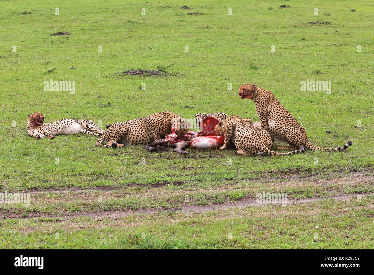 Cinq guépards sont se nourrir un gnous ils ont tué dans la prairie dans le parc Masai Mara, Kenya, comté de Narok. Banque D'Images