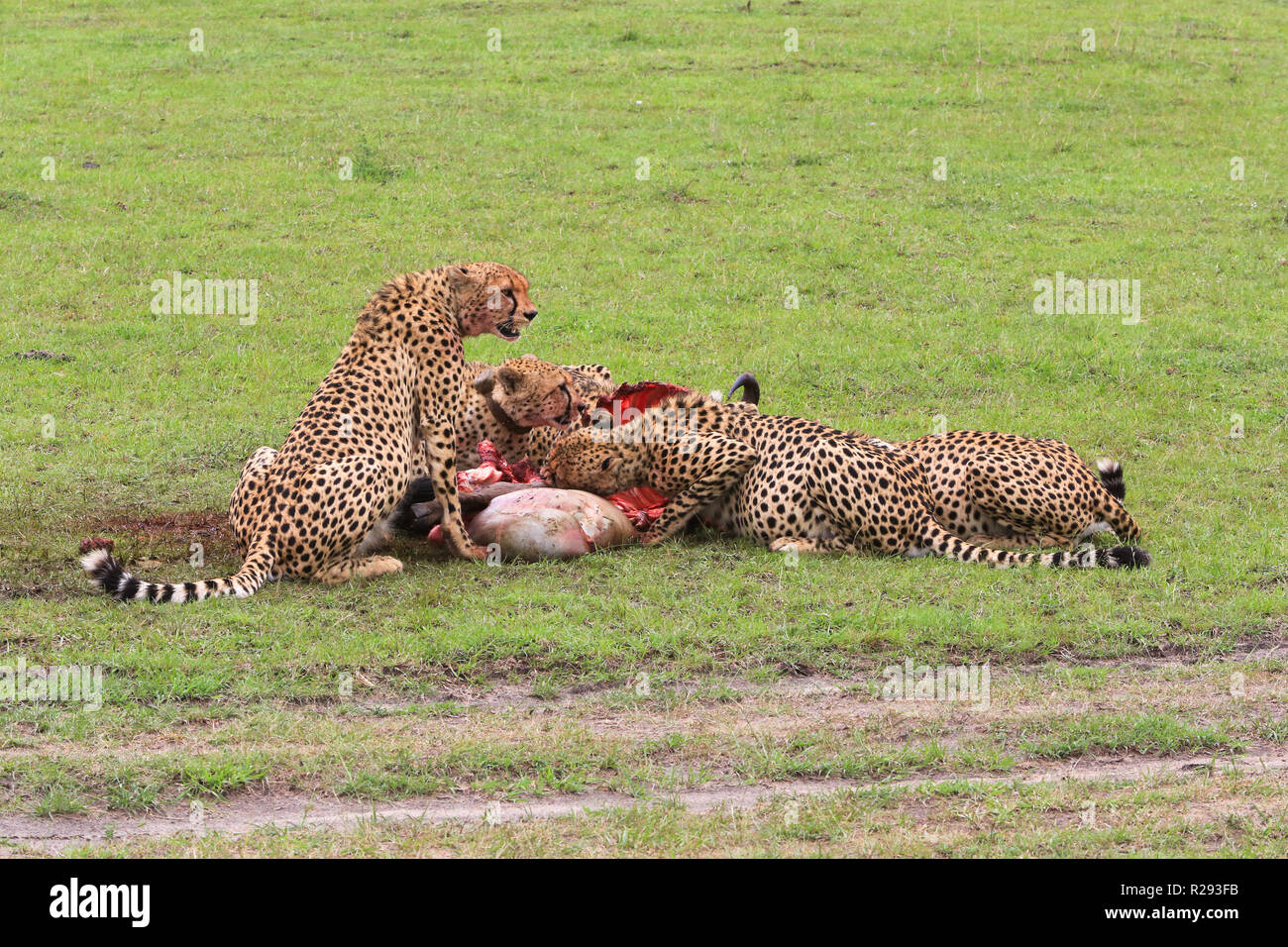 Cinq guépards sont se nourrir un gnous ils ont tué dans la prairie dans le parc Masai Mara, Kenya, comté de Narok. Banque D'Images