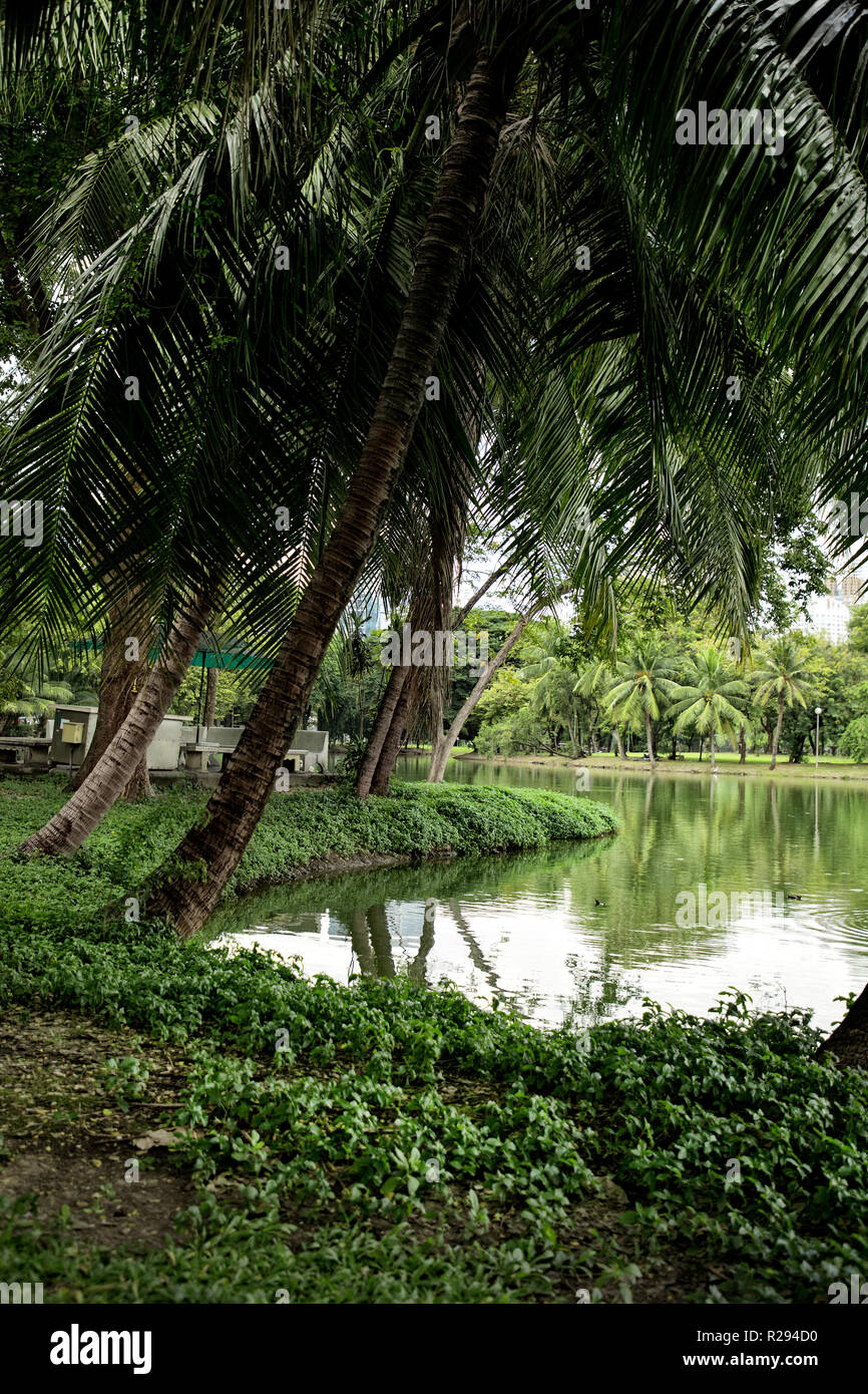 Paysage de palmiers avec vue sur le lac dans le Parc Lumphini à Bangkok, Thaïlande Banque D'Images