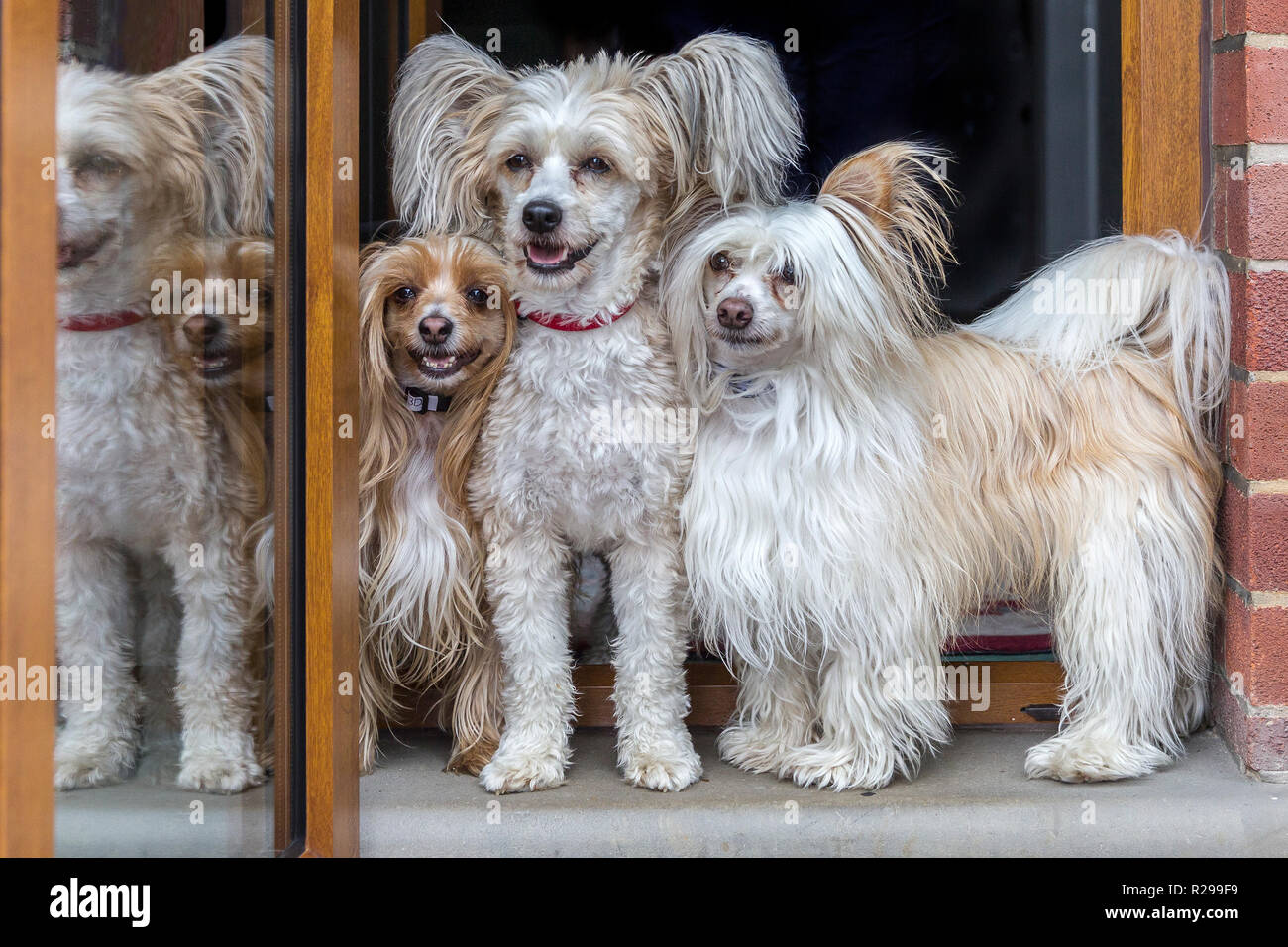 3 Chinese Crested Houppettes se tenait dans l'embrasure d'une porte à l'extérieur. Banque D'Images