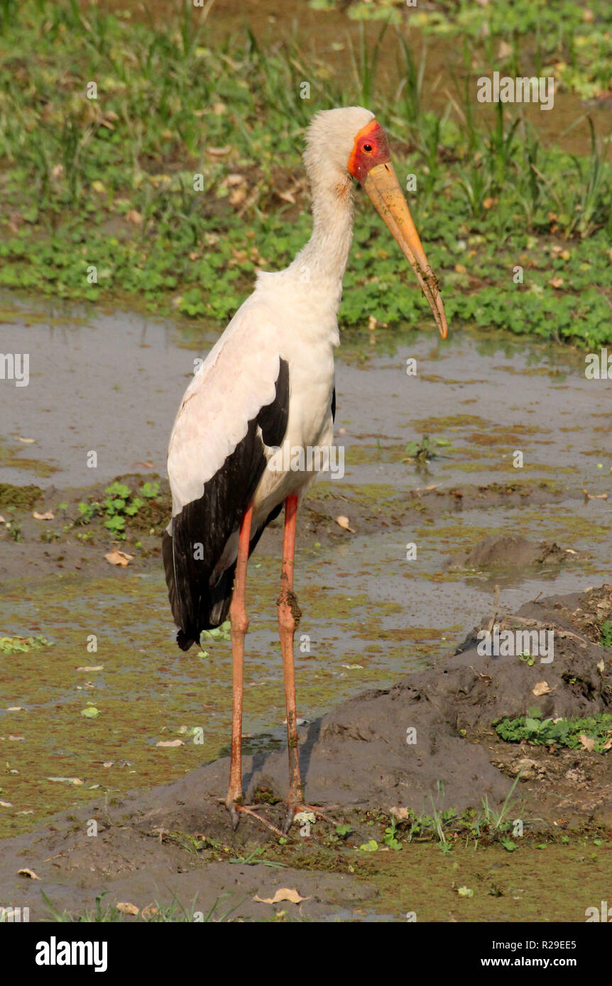 Zambie : stork à South Luanga National Park Banque D'Images