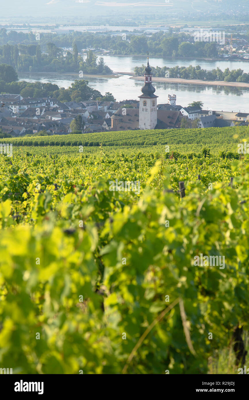 Vignobles et Rhin, Rudesheim, Rhénanie-Palatinat, Allemagne Banque D'Images