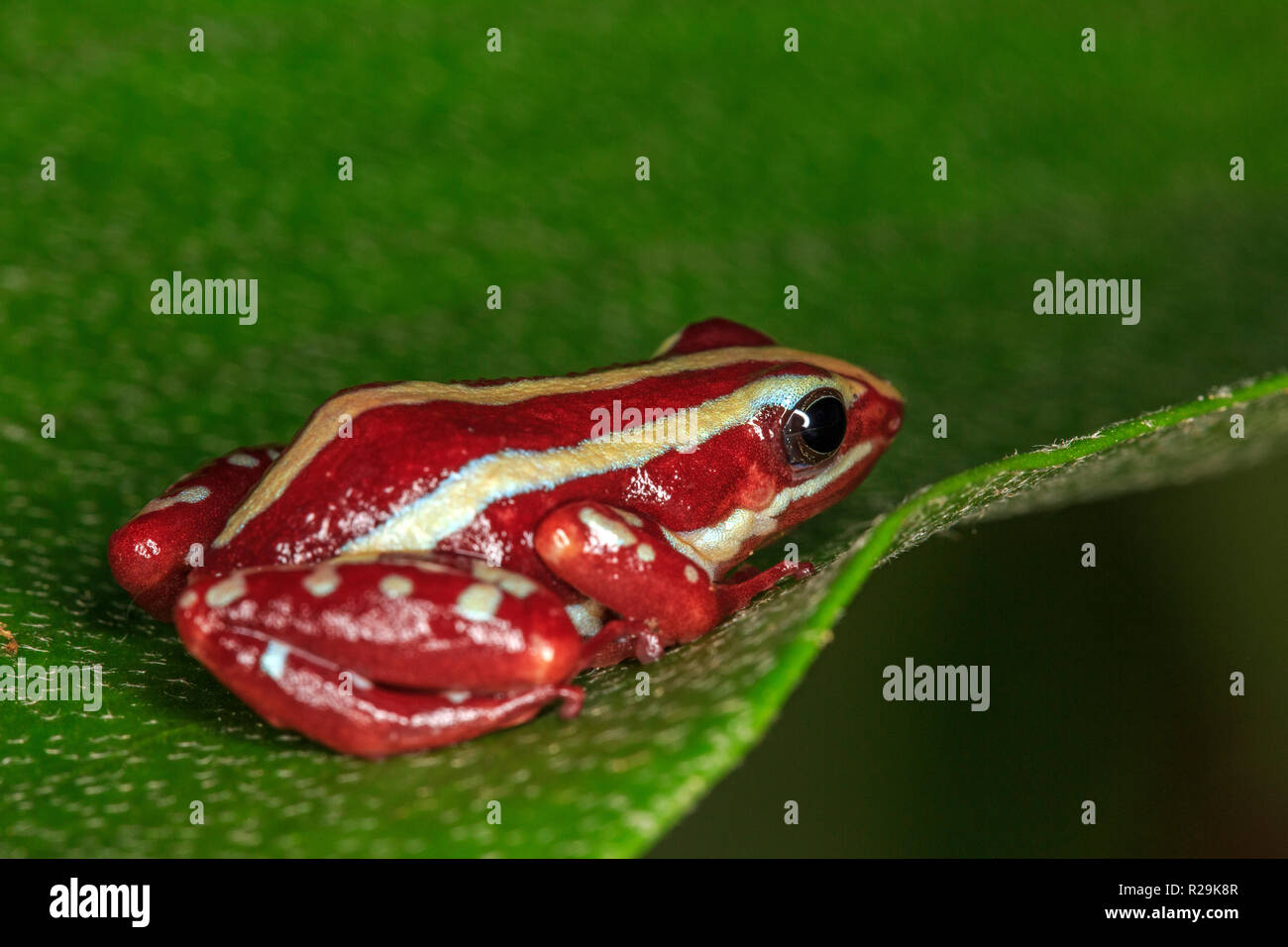 Grenouille poison fantasmatique fantasmatique ou flèche-poison (grenouille Epipedobates tricolor) on leaf Banque D'Images