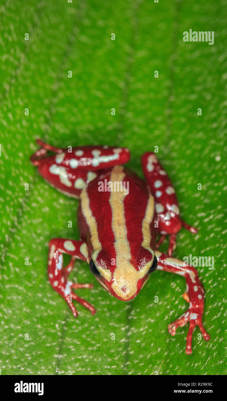 Grenouille poison fantasmatique fantasmatique ou flèche-poison (grenouille Epipedobates tricolor) on leaf Banque D'Images