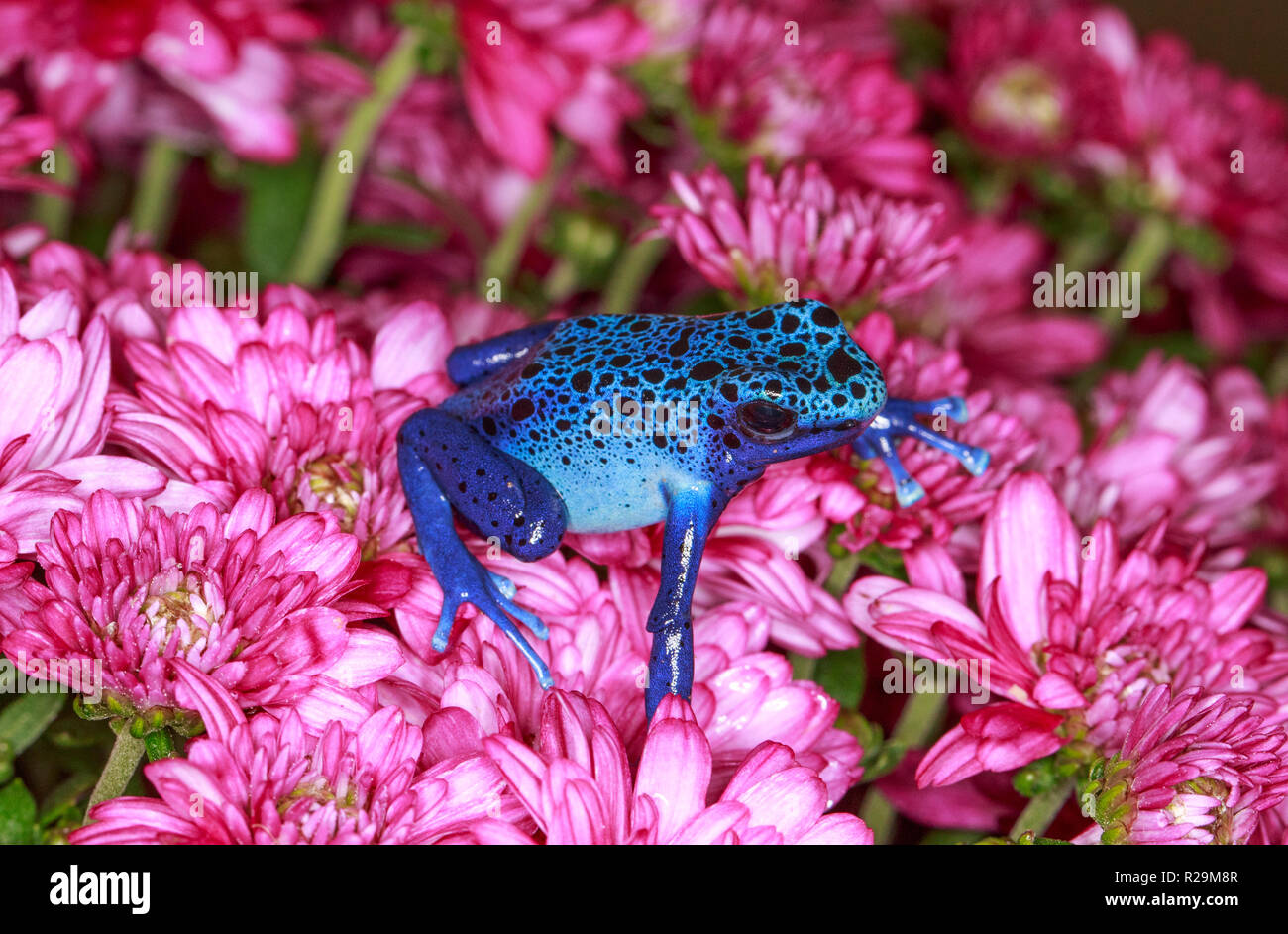 Blue Spotted Frog Banque D Image Et Photos Alamy
