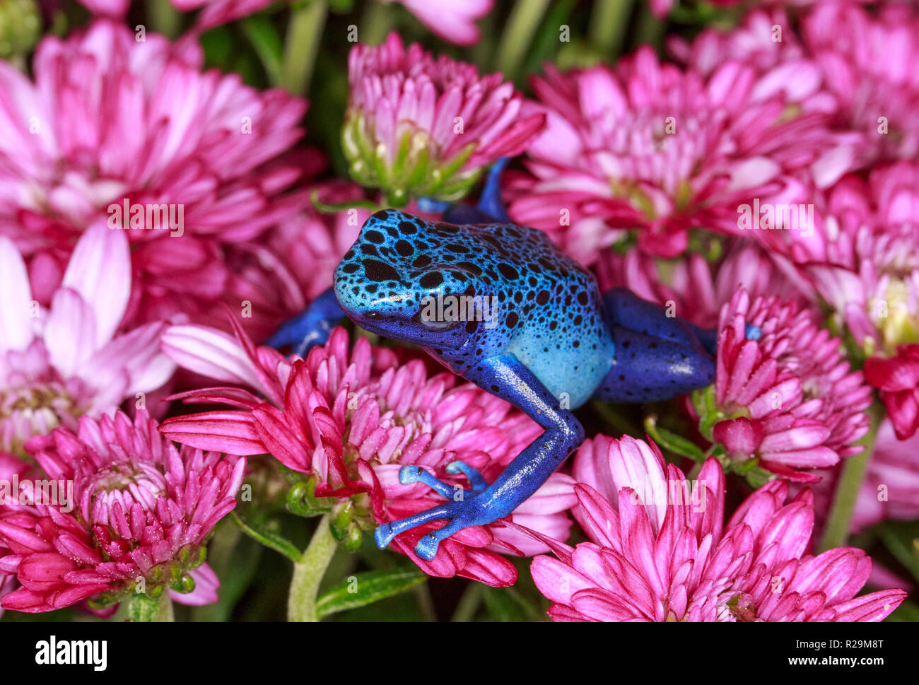 Blue Spotted Frog Banque D Image Et Photos Alamy