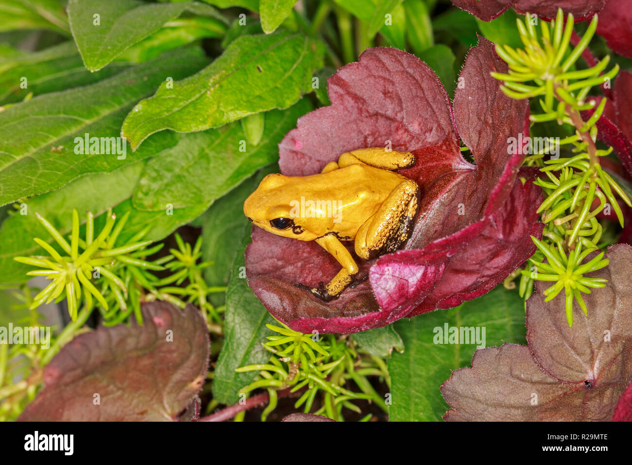 Golden poison dart frog ou terrible poison dart frog (Phyllobates terribilis) Banque D'Images