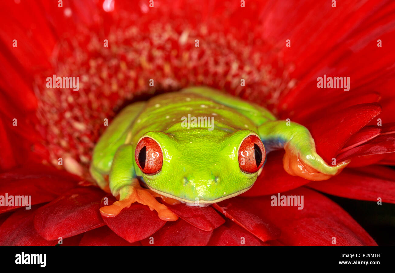 La rainette aux yeux rouges (agalychnis callidryas) Banque D'Images