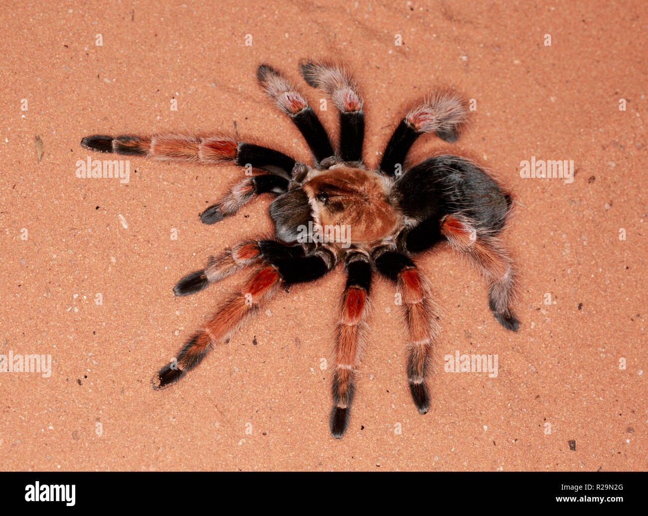 Mexican fireleg (Brachypelma boehmei) Banque D'Images