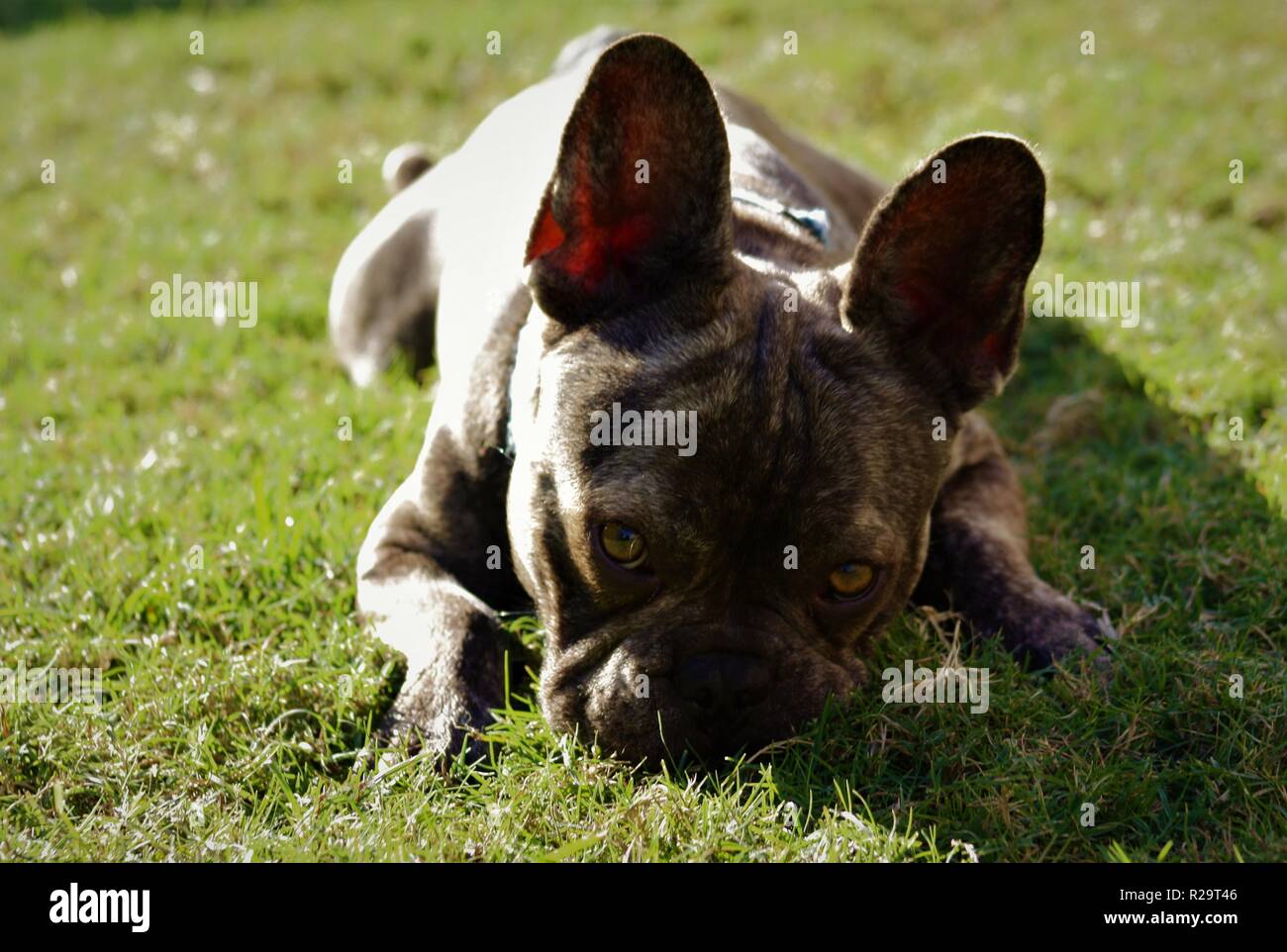 Adorable chiot Bouledogue Français fixant dans l'arrière-cour Banque D'Images