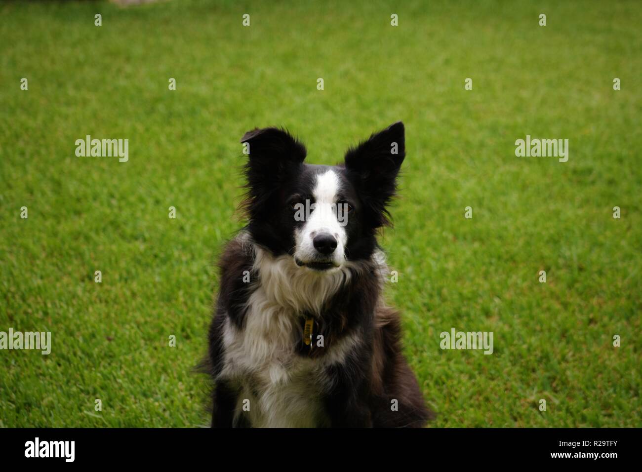Border Colley chien attendant patiemment que son ballon Banque D'Images