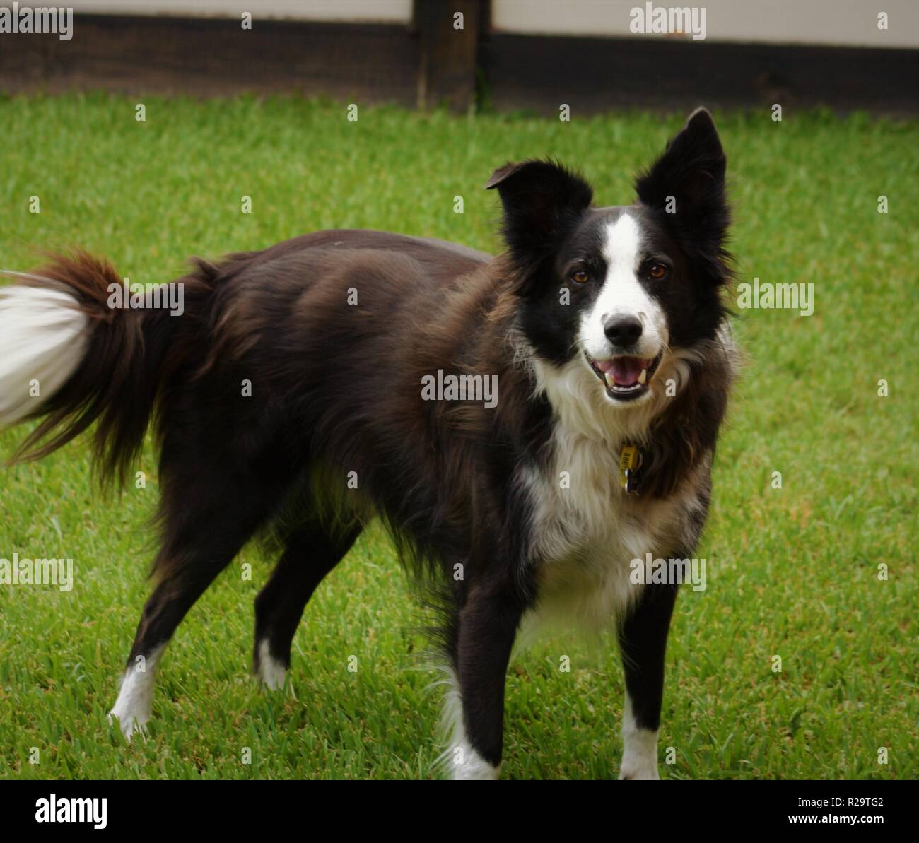 Beau Beau Border Collie prêt pour l'action en attente tom jouer un jeu de capture. Banque D'Images