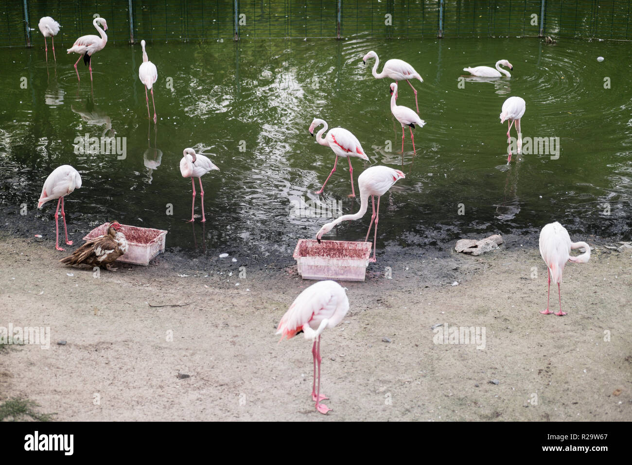 Flamants Roses sur un cap sandy près du lac Banque D'Images