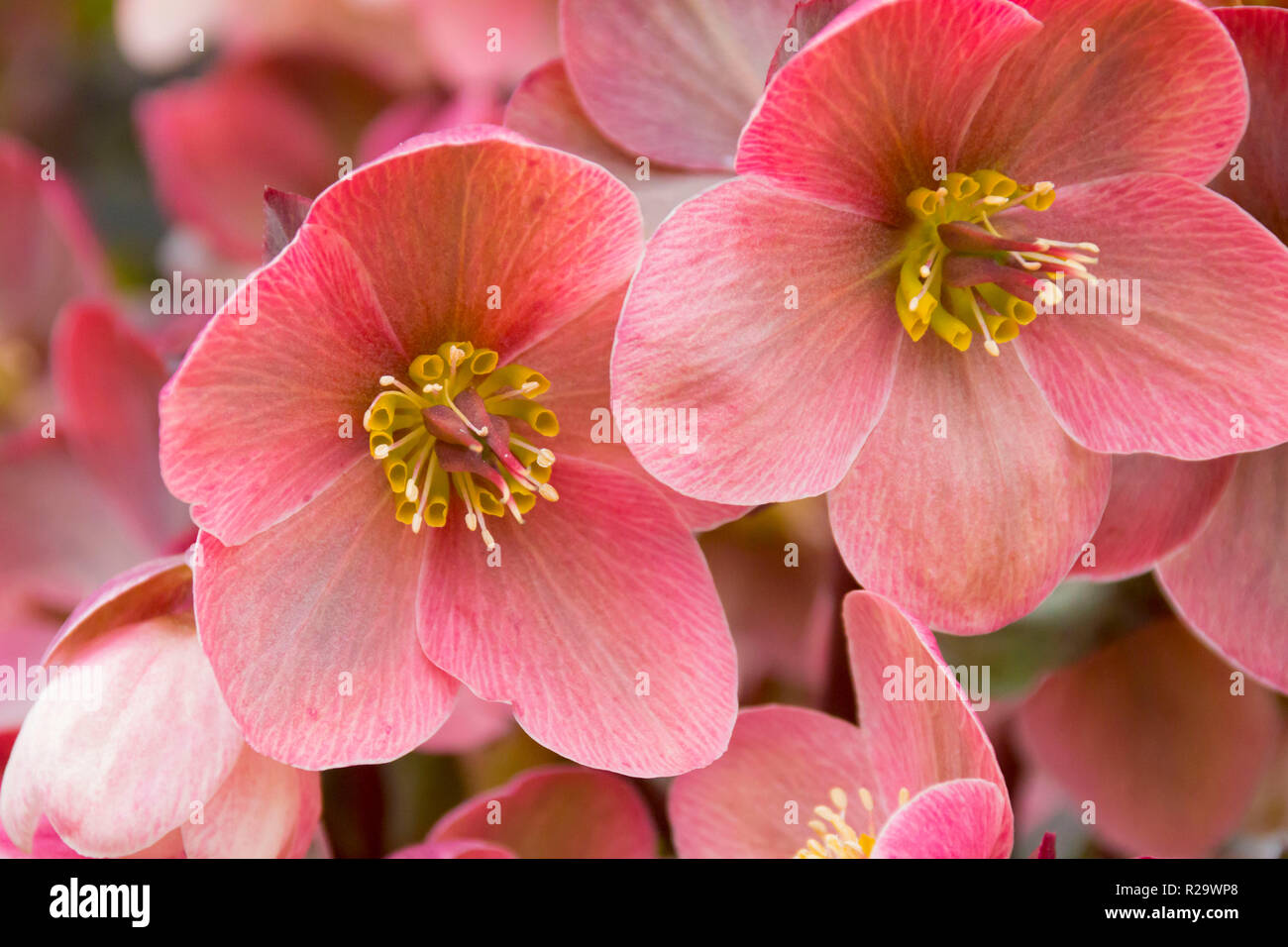 Hellebore poussant dans un jardin au printemps dans le pays de Galles, Royaume-Uni Banque D'Images