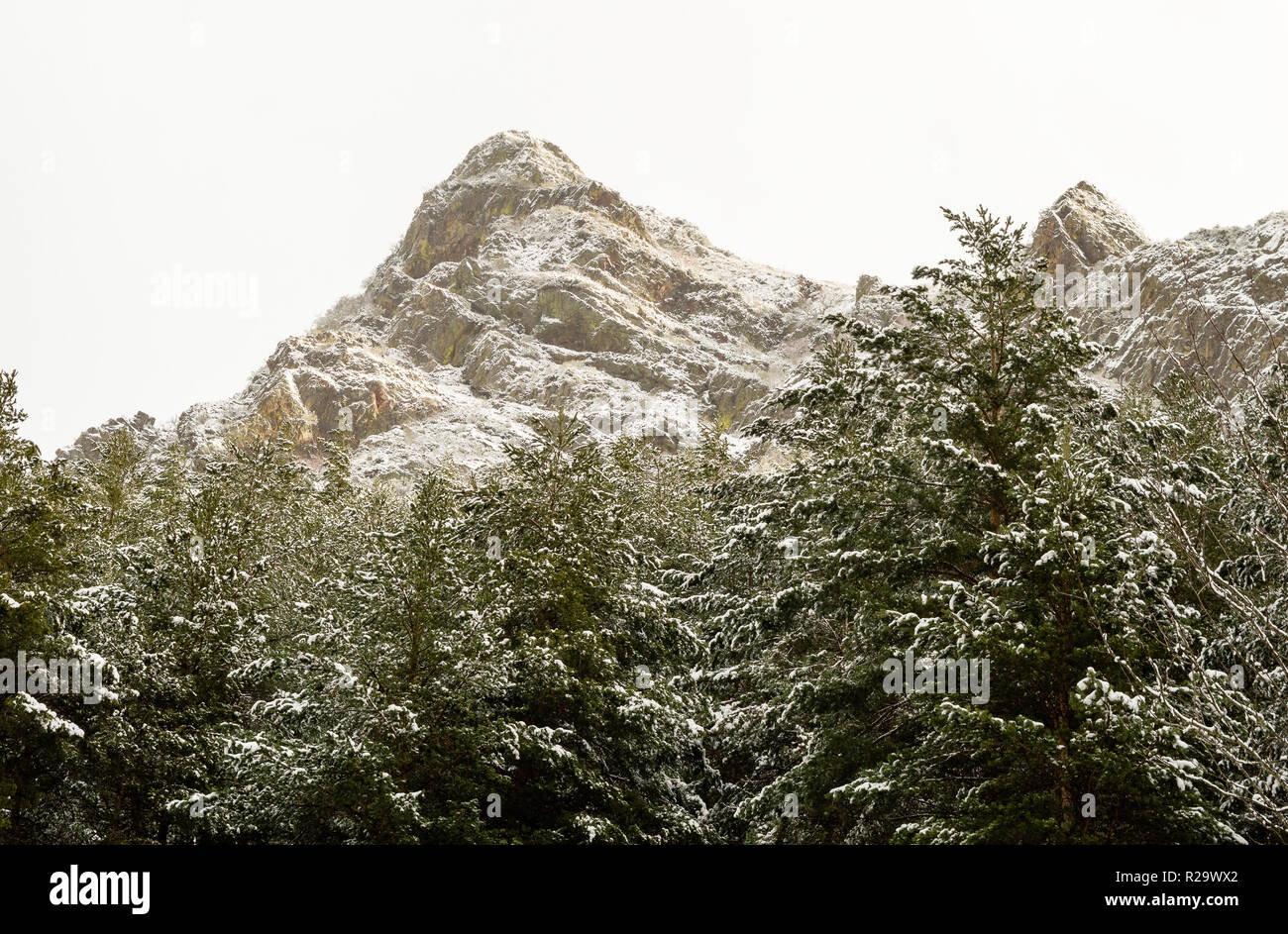 Paysage d'hiver à León, Espagne, avec forêt de pins au premier plan et des montagnes enneigées en arrière-plan, Banque D'Images
