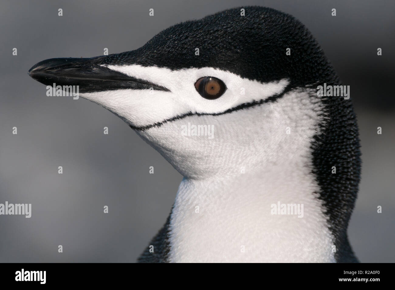 Portrait sur le côté de la jugulaire penguin half moon island péninsule antarctique antarctique Banque D'Images
