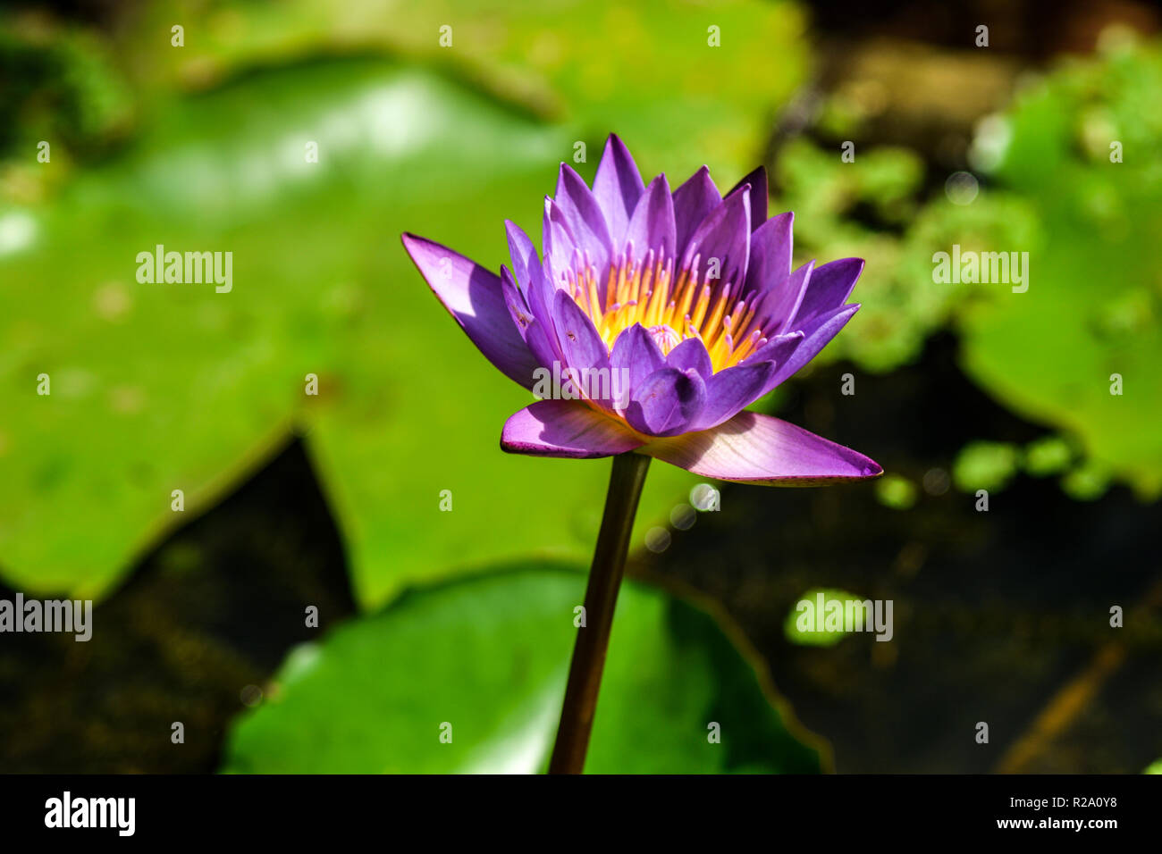 les natures embellissent la création de fleurs de lys Banque D'Images