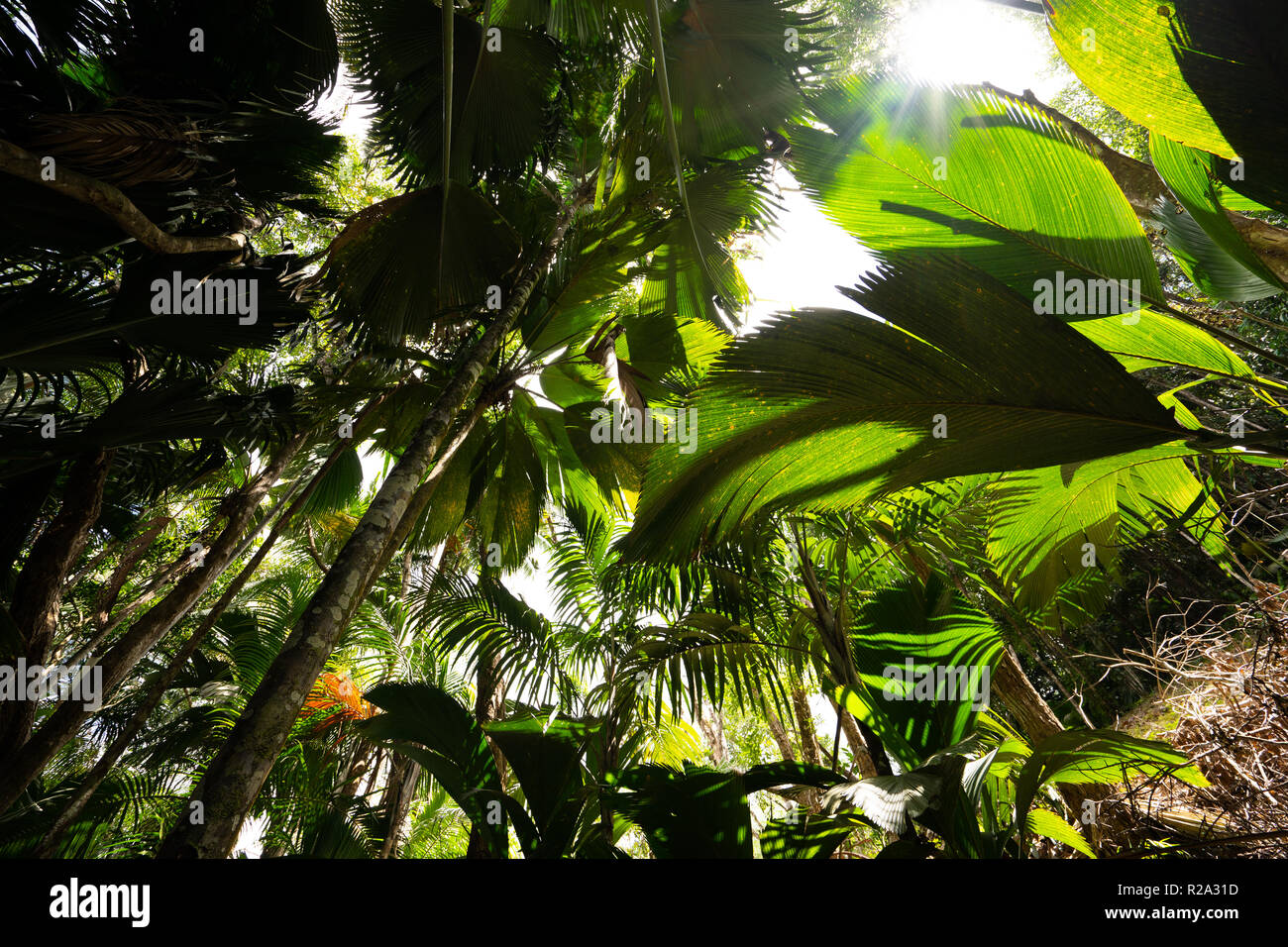 Cocotiers et forêt tropicale Banque D'Images