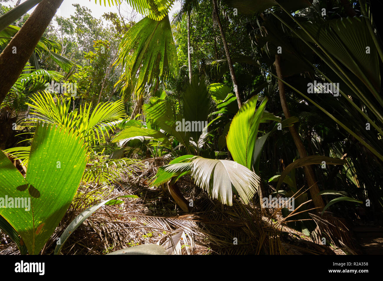 Cocotiers et forêt tropicale Banque D'Images