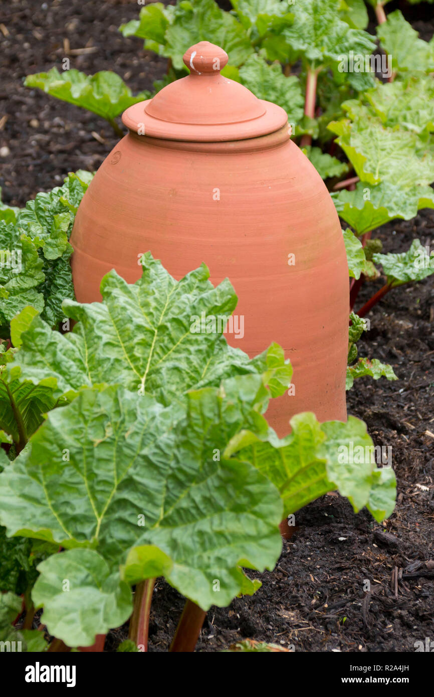 La rhubarbe en terre cuite dans un forceur potager muré au Pays de Galles, Royaume-Uni Banque D'Images