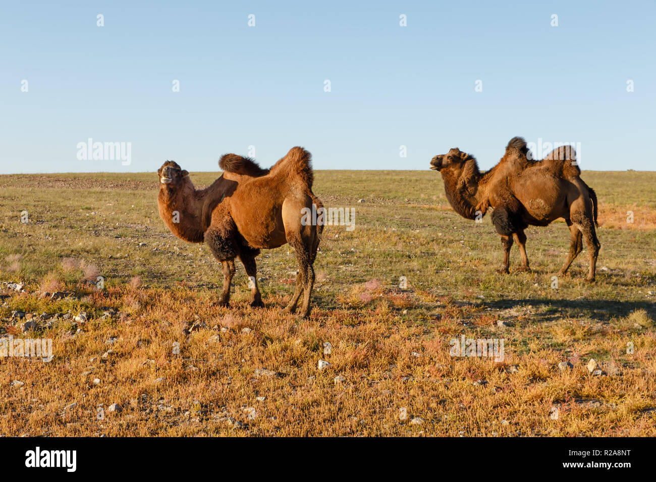 Deux chameaux à deux bosses dans les steppes de Mongolie Banque D'Images