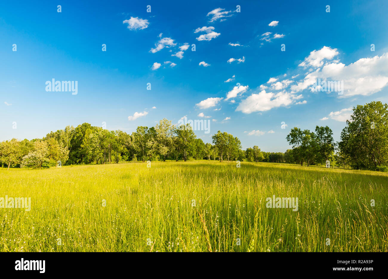 Meadows avec les nuages et le soleil et les arbres. Printemps Été nature paysage idyllique, de l'écologie et la tranquillité dans la nature concept. La belle nature Banque D'Images