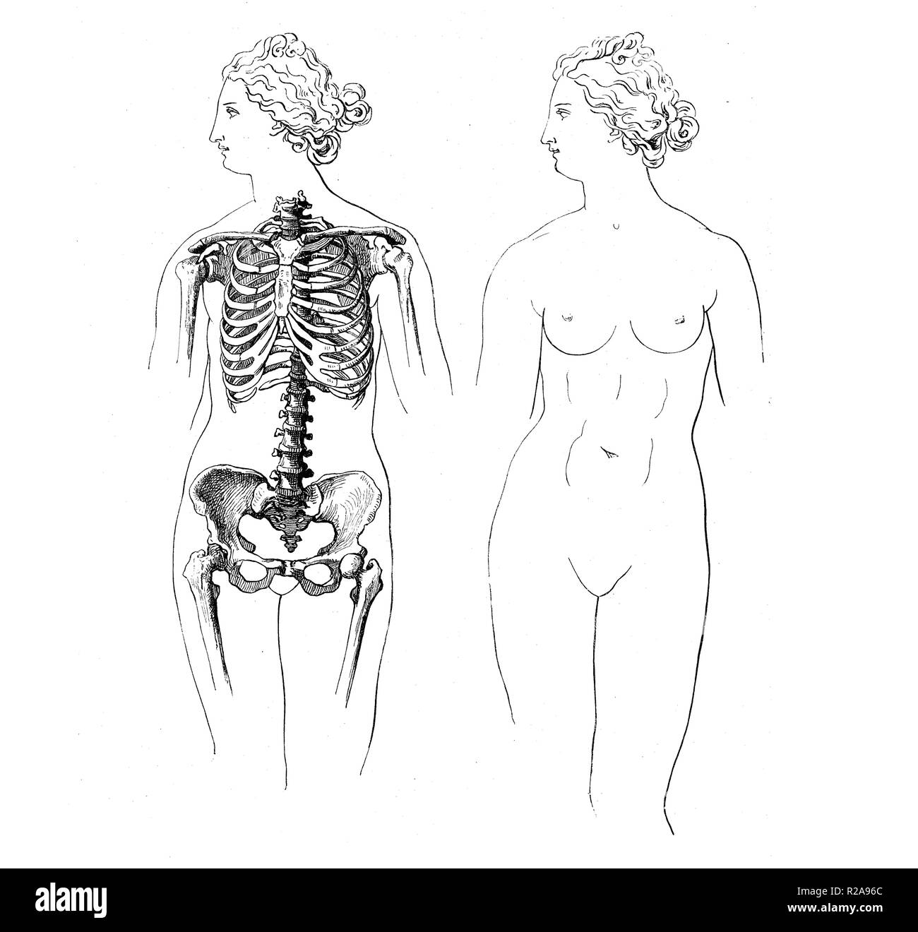 Vintage illustration de l'anatomie, la proportion de femme cage thoracique , selon Vénus de Médicis statue Banque D'Images