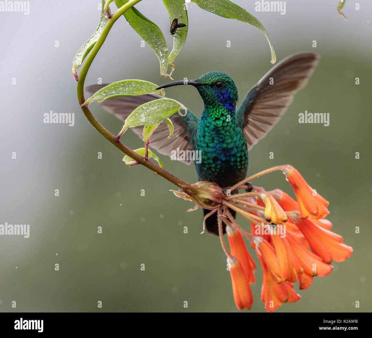 Hummingbird au Costa Rica Banque D'Images